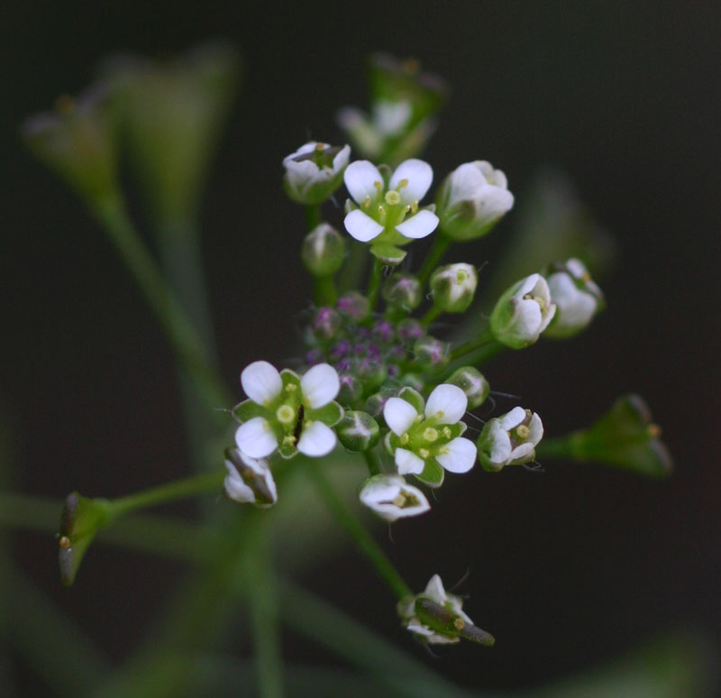 Capsella bursa-pastoris Capsella bursa-pastoris