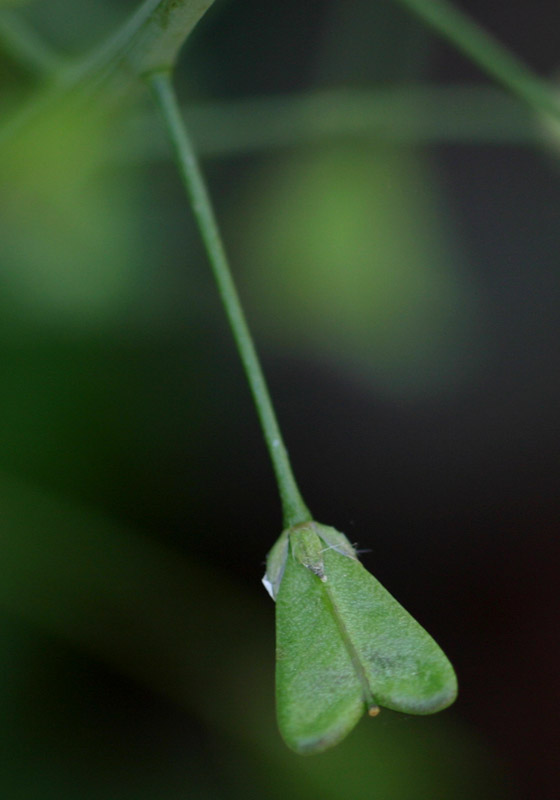Capsella bursa-pastoris Capsella bursa-pastoris