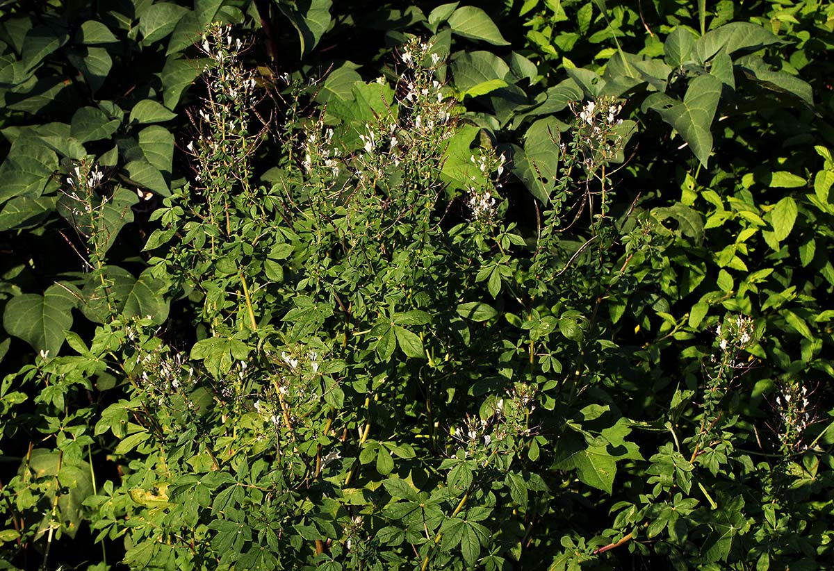 Cleome gynandra Cleome gynandra