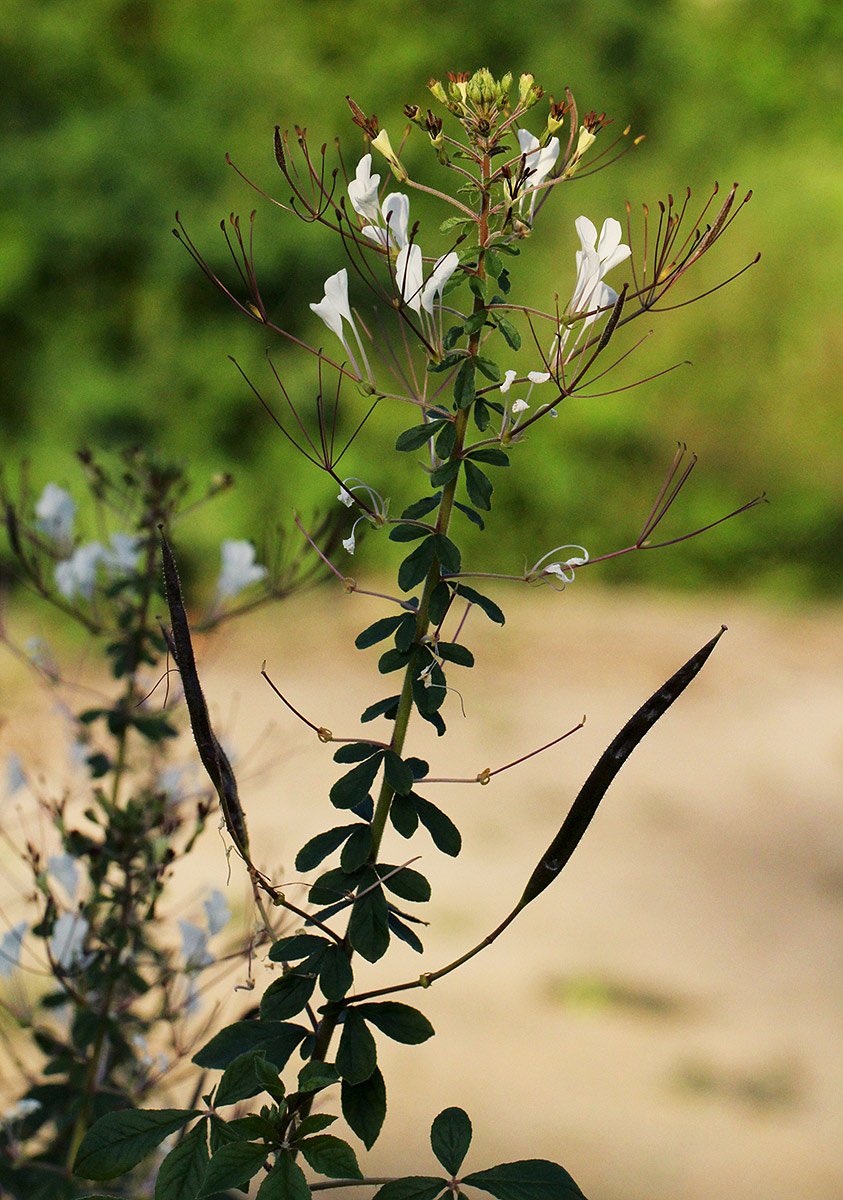 Cleome gynandra Cleome gynandra