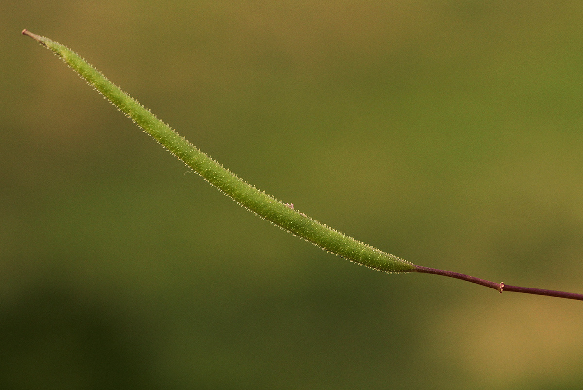 Cleome gynandra Cleome gynandra