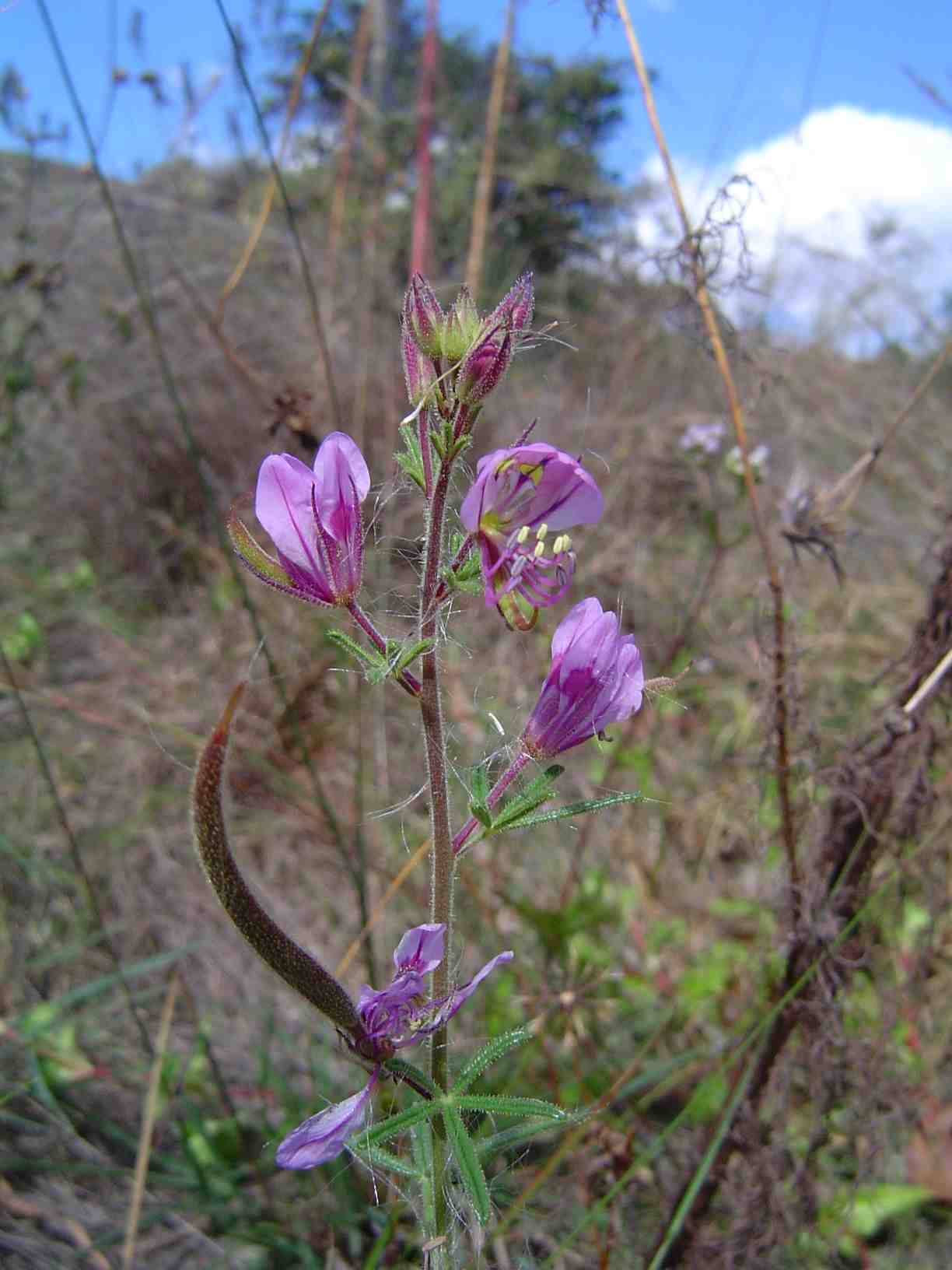 Cleome hirta