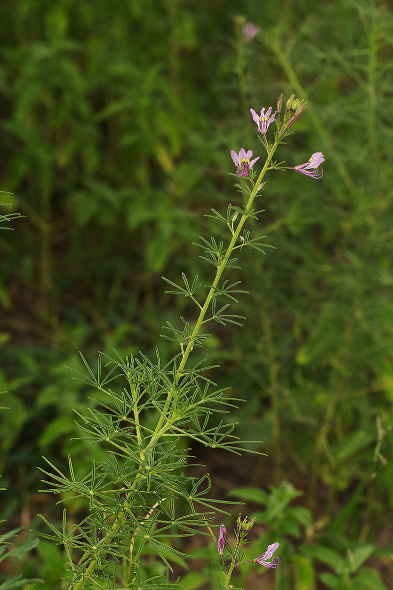 Cleome hirta Cleome hirta