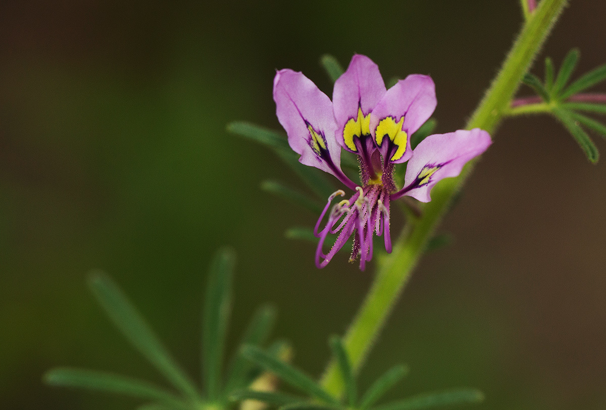 Cleome hirta Cleome hirta
