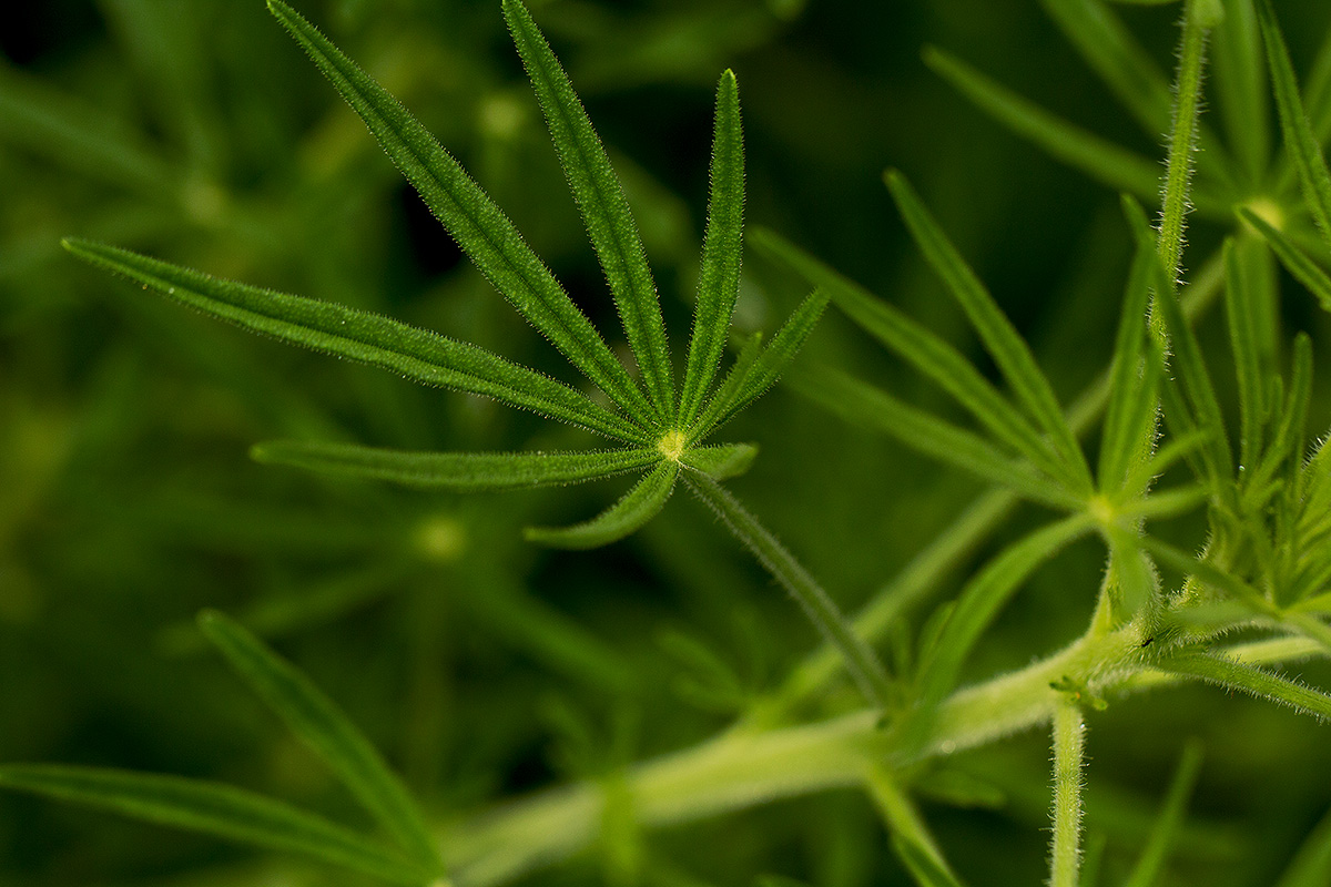 Cleome hirta Cleome hirta