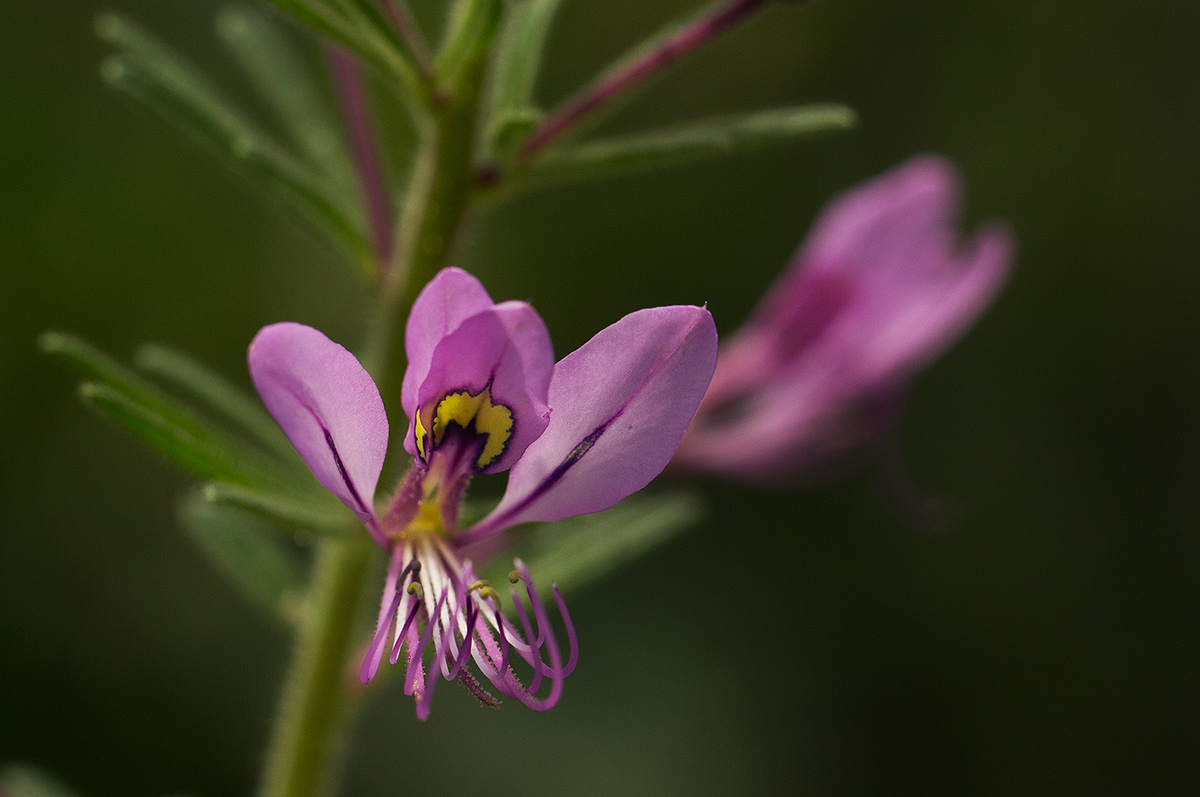 Cleome hirta Cleome hirta
