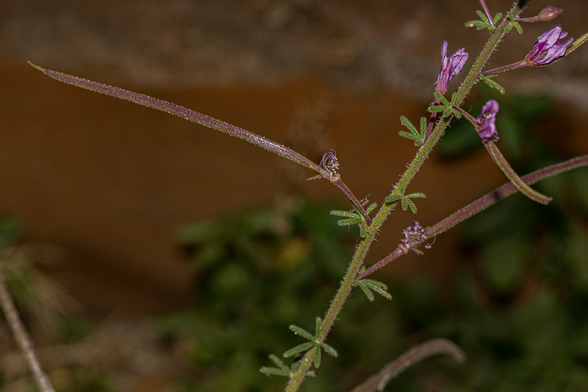 Cleome hirta Cleome hirta