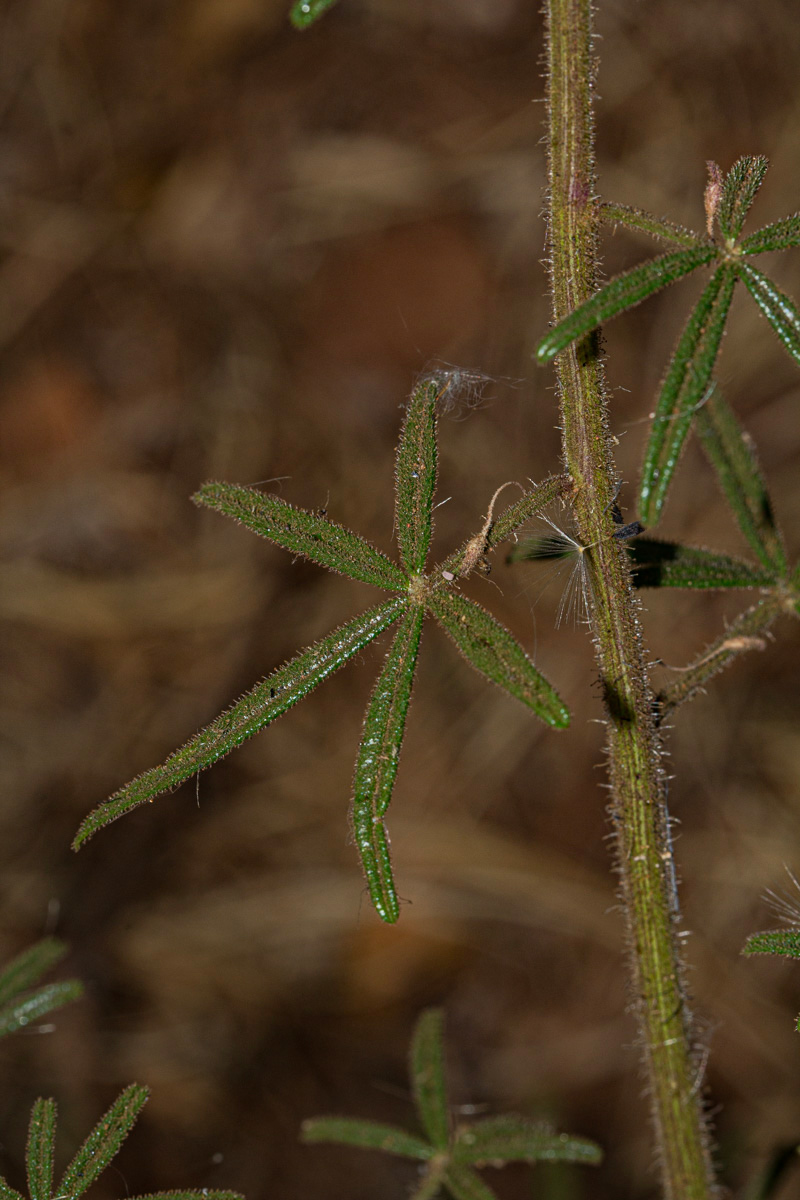 Cleome hirta Cleome hirta