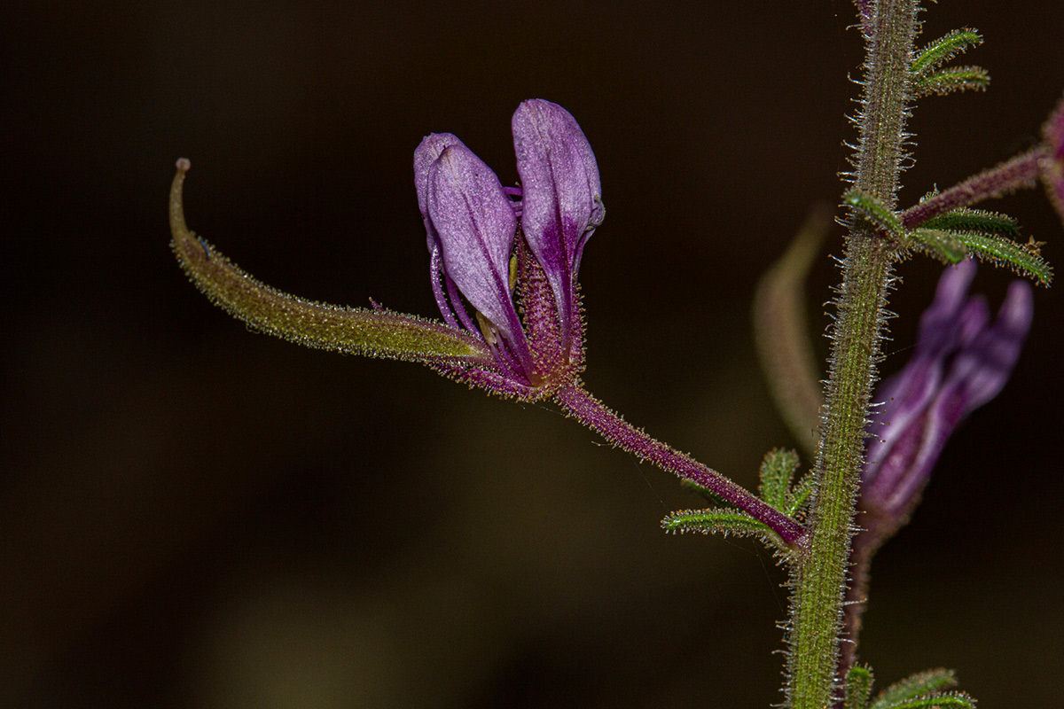 Cleome hirta Cleome hirta