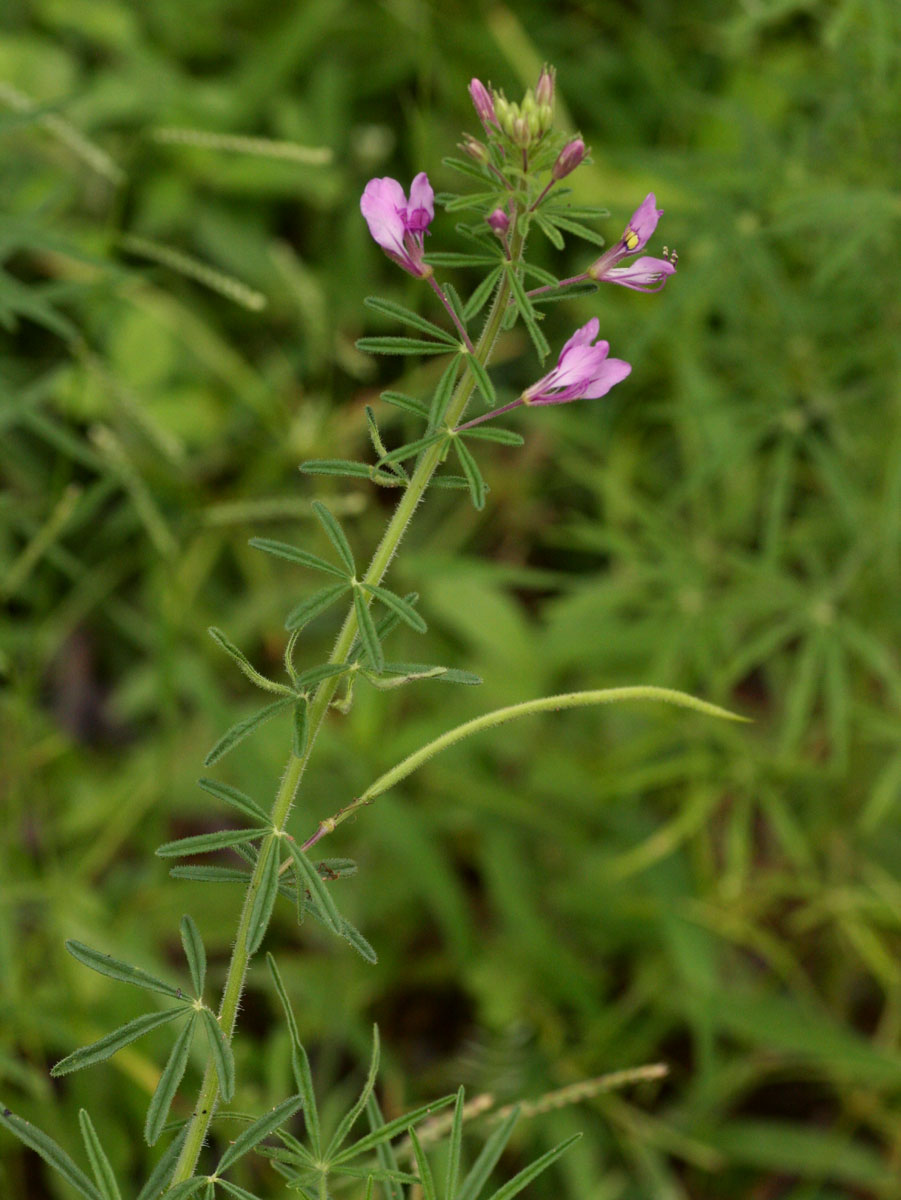 Cleome hirta Cleome hirta