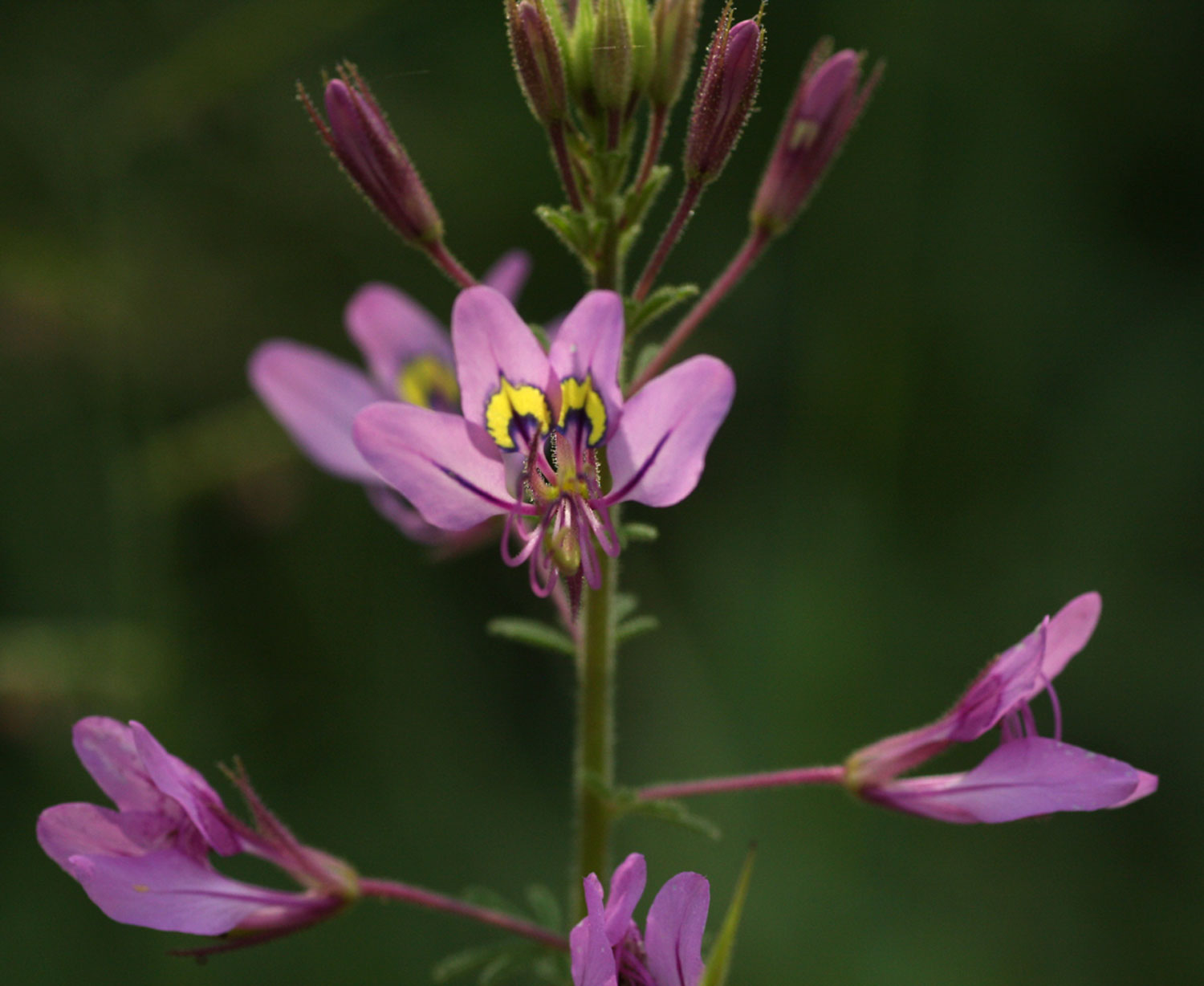 Cleome hirta Cleome hirta