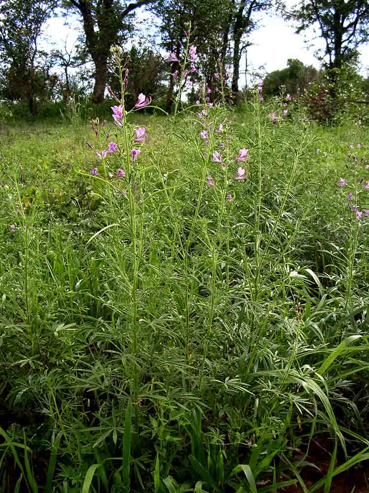 Cleome hirta Cleome hirta