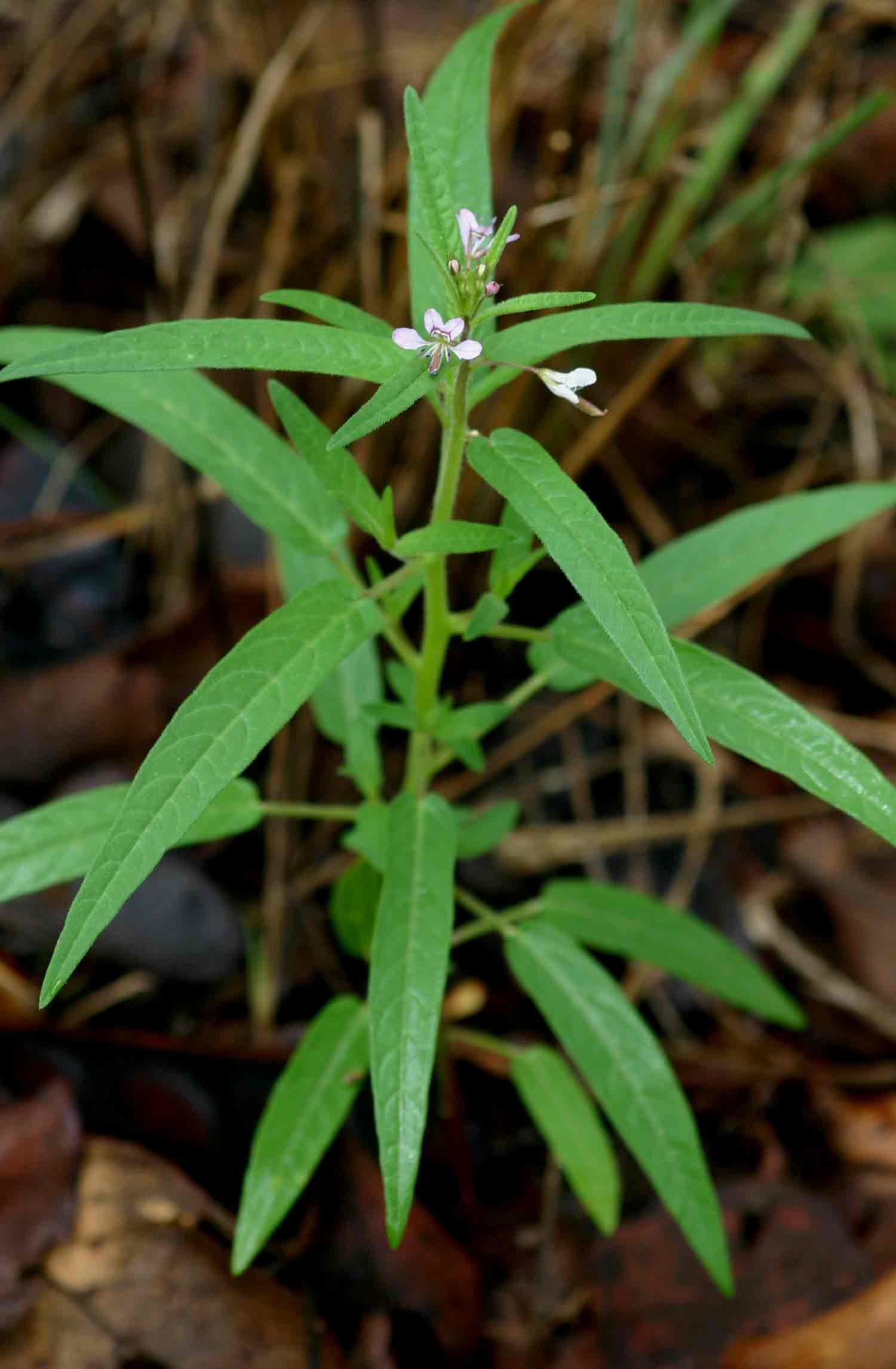 Cleome monophylla