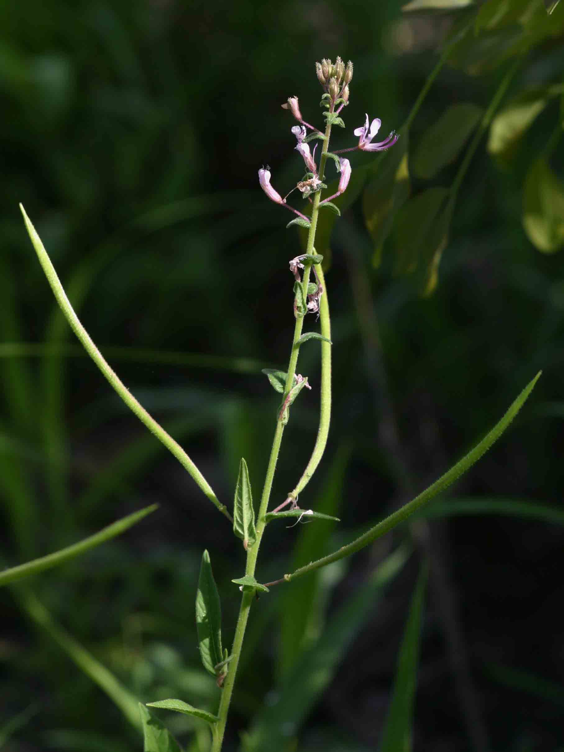 Cleome monophylla