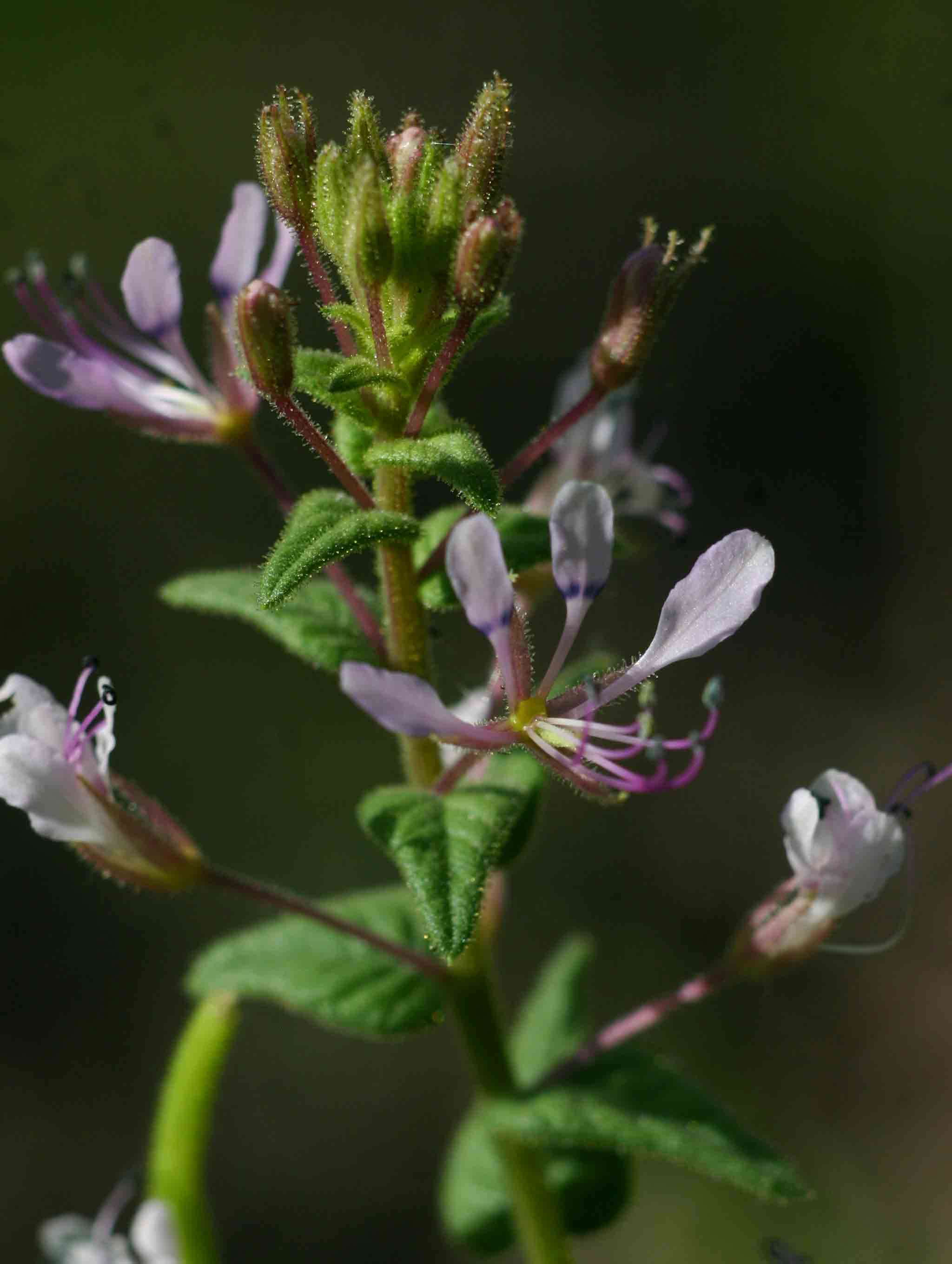 Cleome monophylla Cleome monophylla