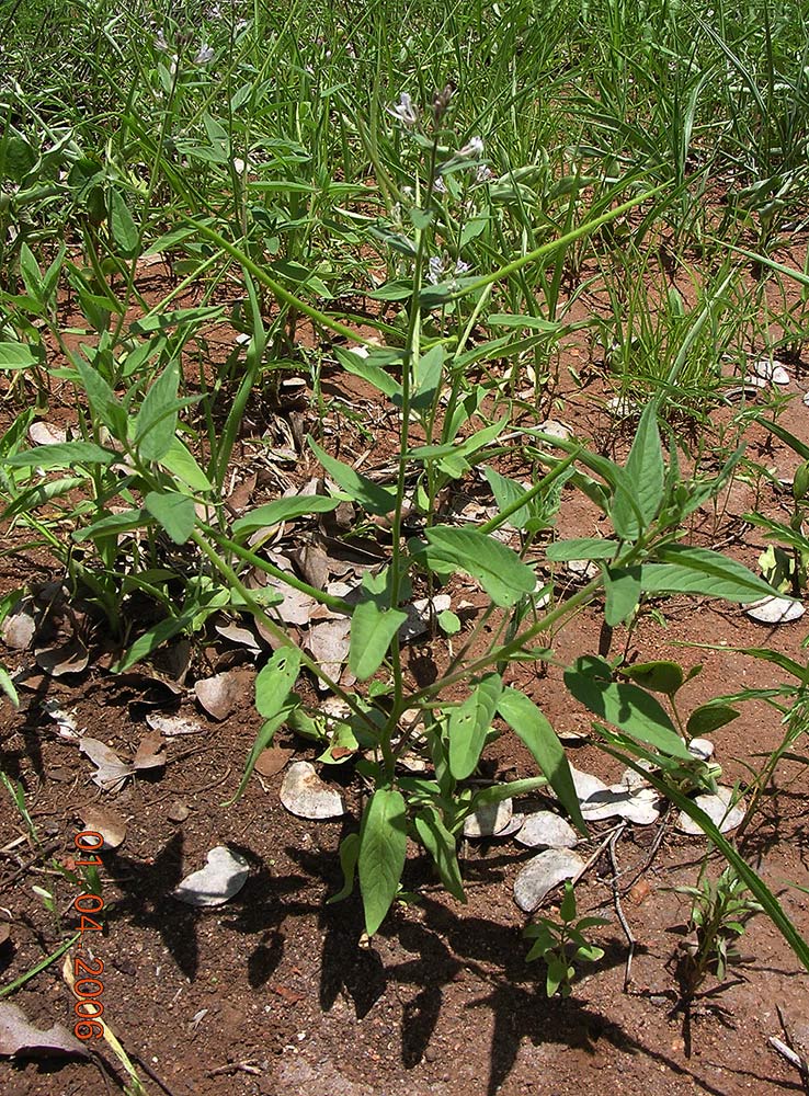 Cleome monophylla Cleome monophylla