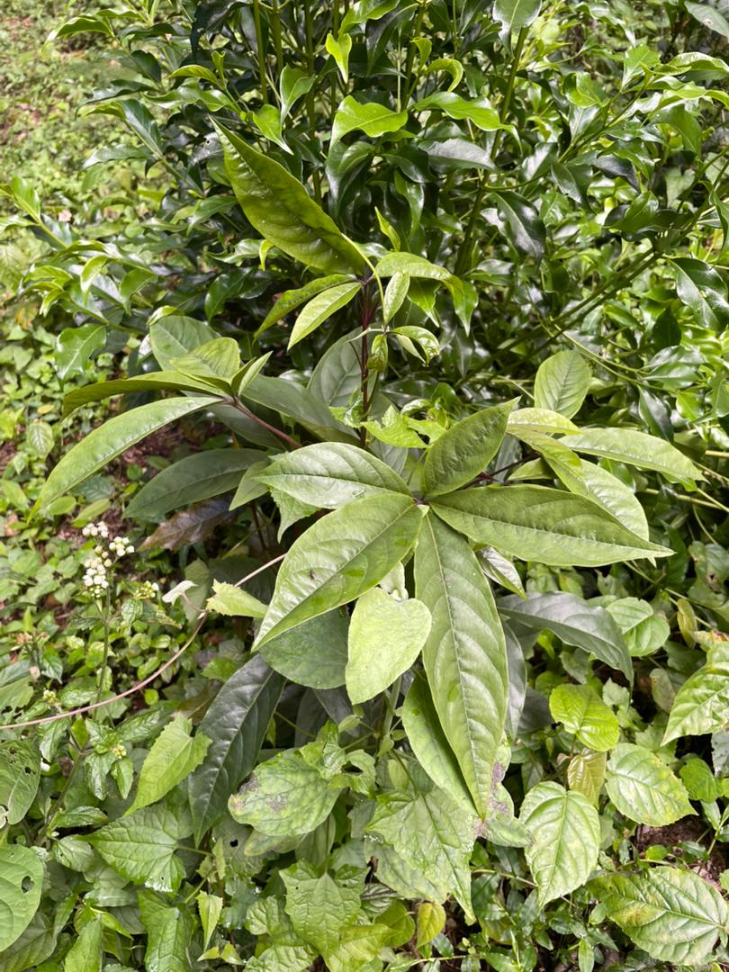 Ritchiea albersii