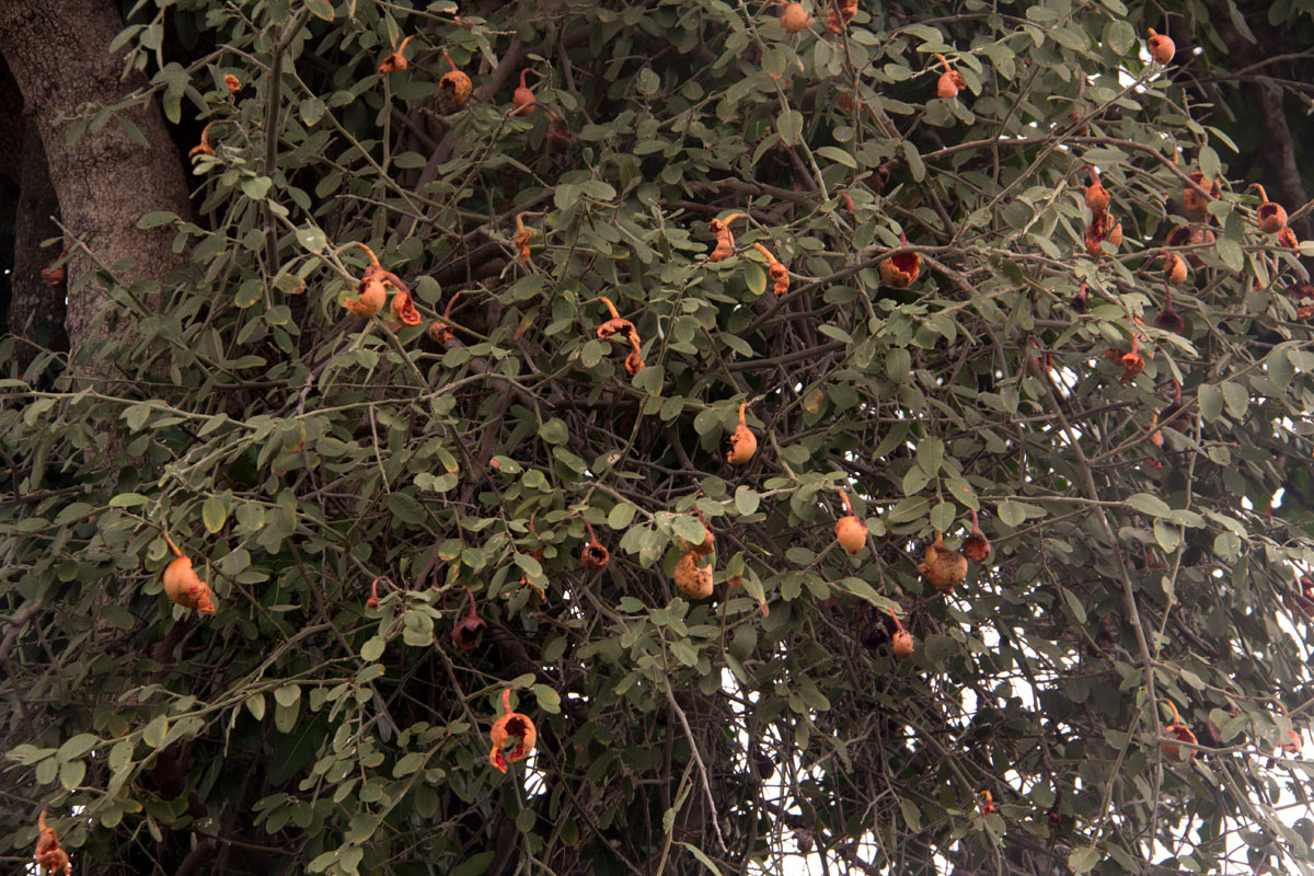 Capparis tomentosa Capparis tomentosa
