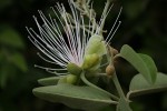 Capparis tomentosa