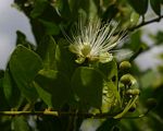 Capparis tomentosa