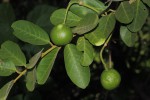 Capparis tomentosa