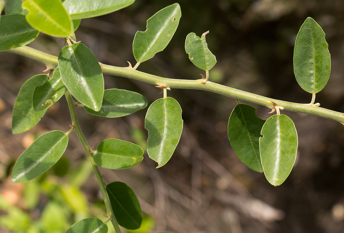 Capparis tomentosa Capparis tomentosa