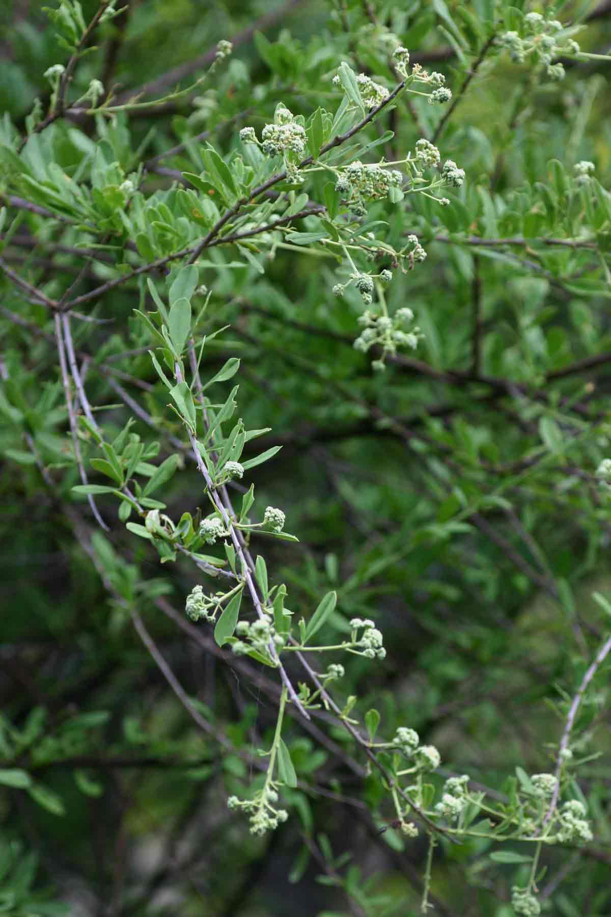 Boscia integrifolia Boscia integrifolia