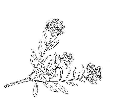 Boscia integrifolia