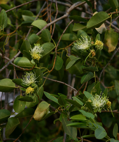 Maerua angolensis