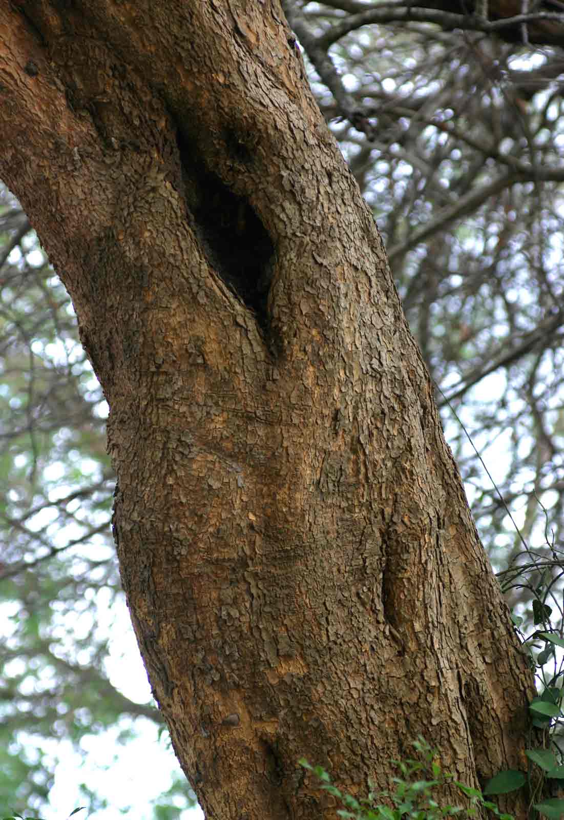Maerua angolensis Maerua angolensis