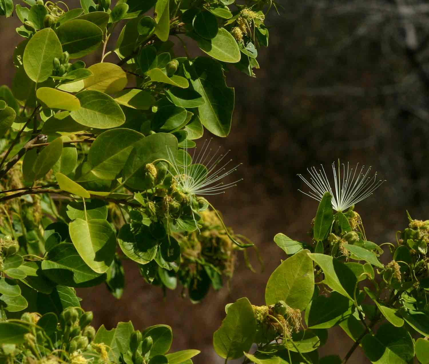 Maerua angolensis Maerua angolensis