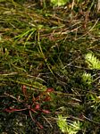 Drosera madagascariensis