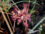 Drosera madagascariensis