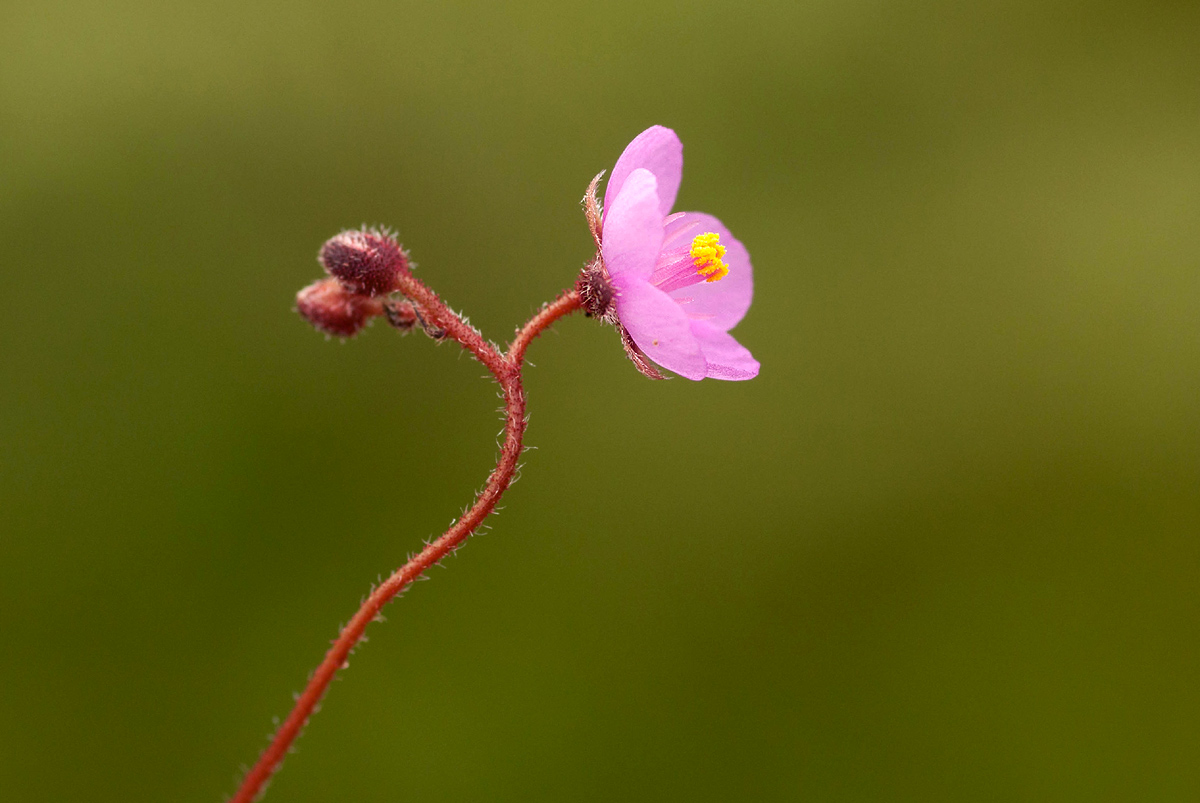 Drosera madagascariensis