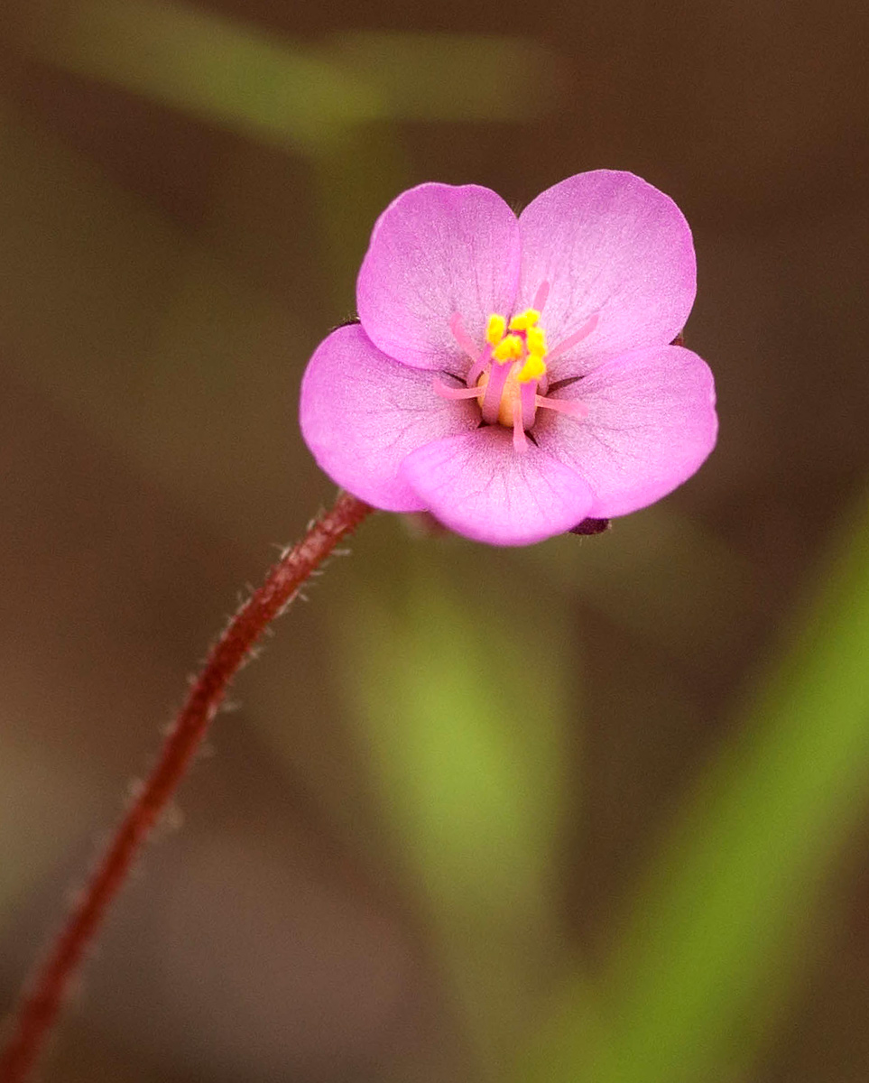 Drosera madagascariensis