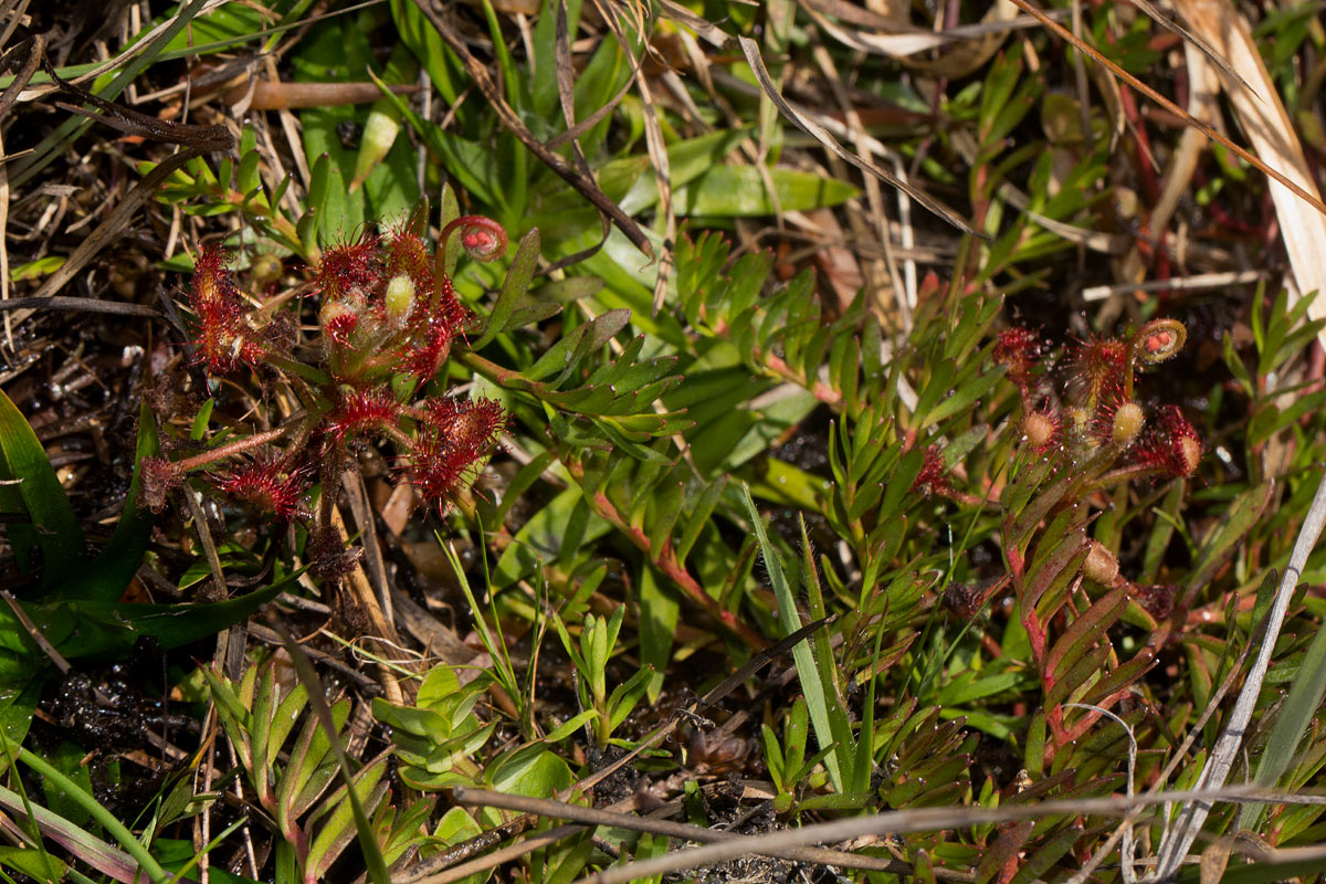 Drosera madagascariensis