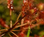 Drosera madagascariensis