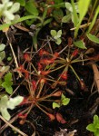 Drosera madagascariensis