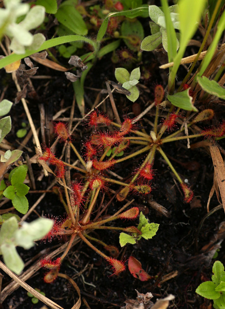 Drosera madagascariensis