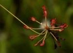 Drosera madagascariensis
