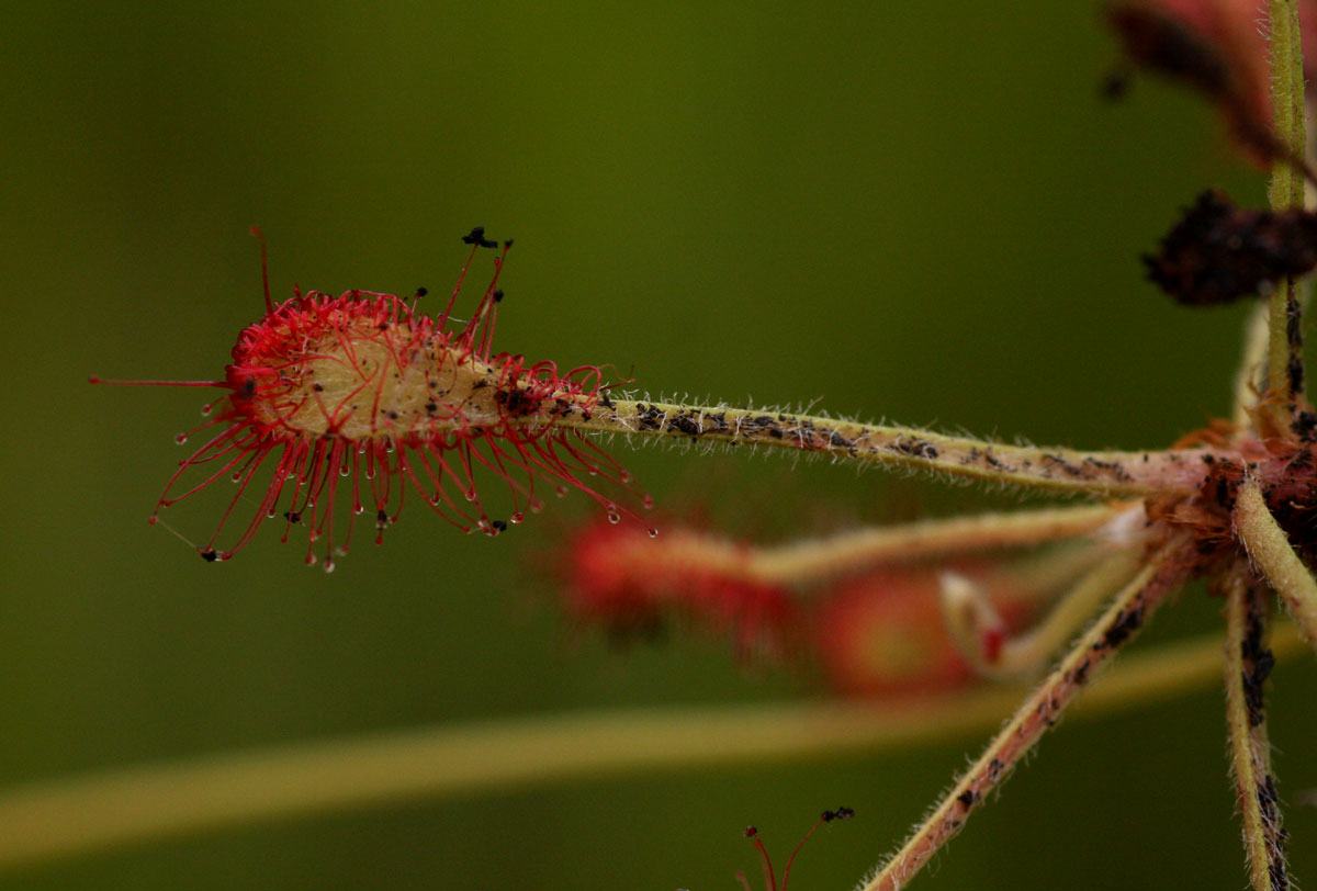Drosera madagascariensis Drosera madagascariensis