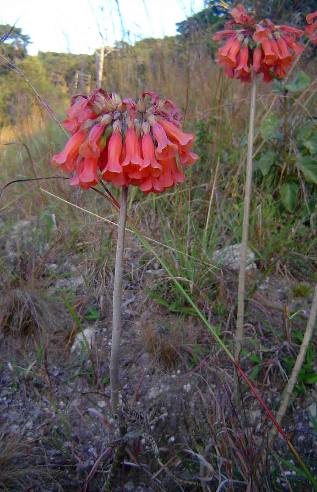 Bryophyllum tubiflorum