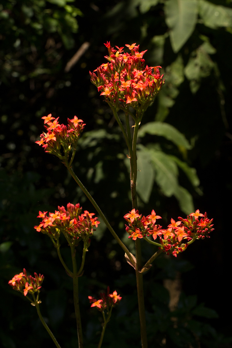 Kalanchoe crenata Kalanchoe crenata