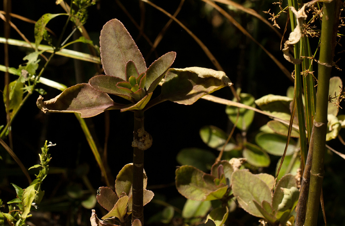 Kalanchoe crenata