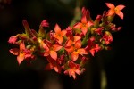 Kalanchoe crenata