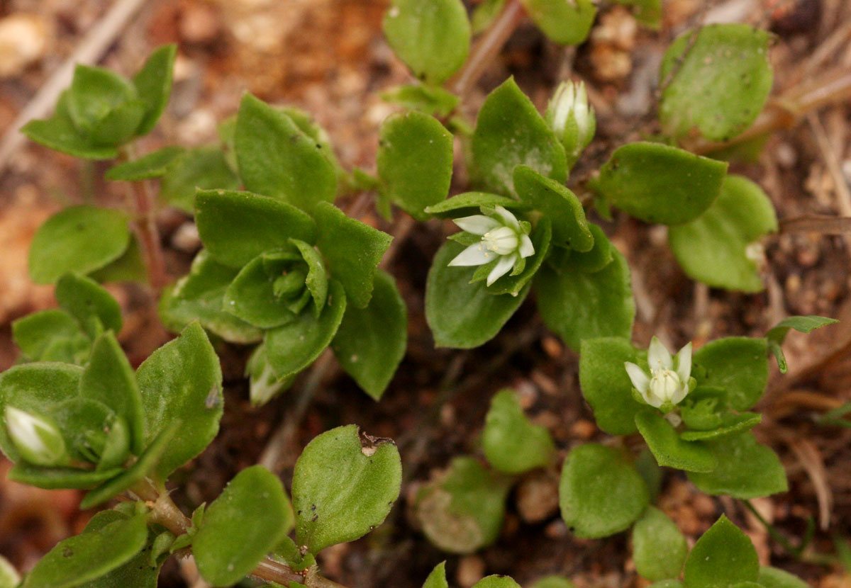 Crassula alsinoides Crassula alsinoides