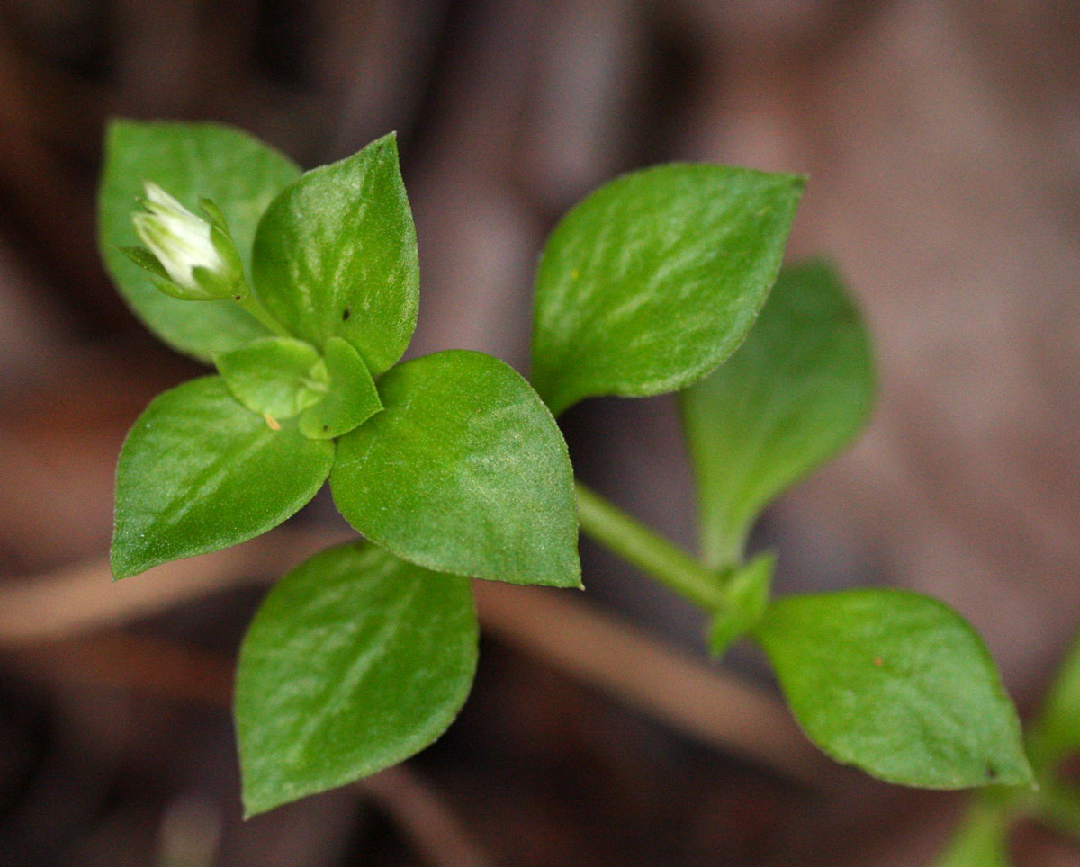 Crassula alsinoides
