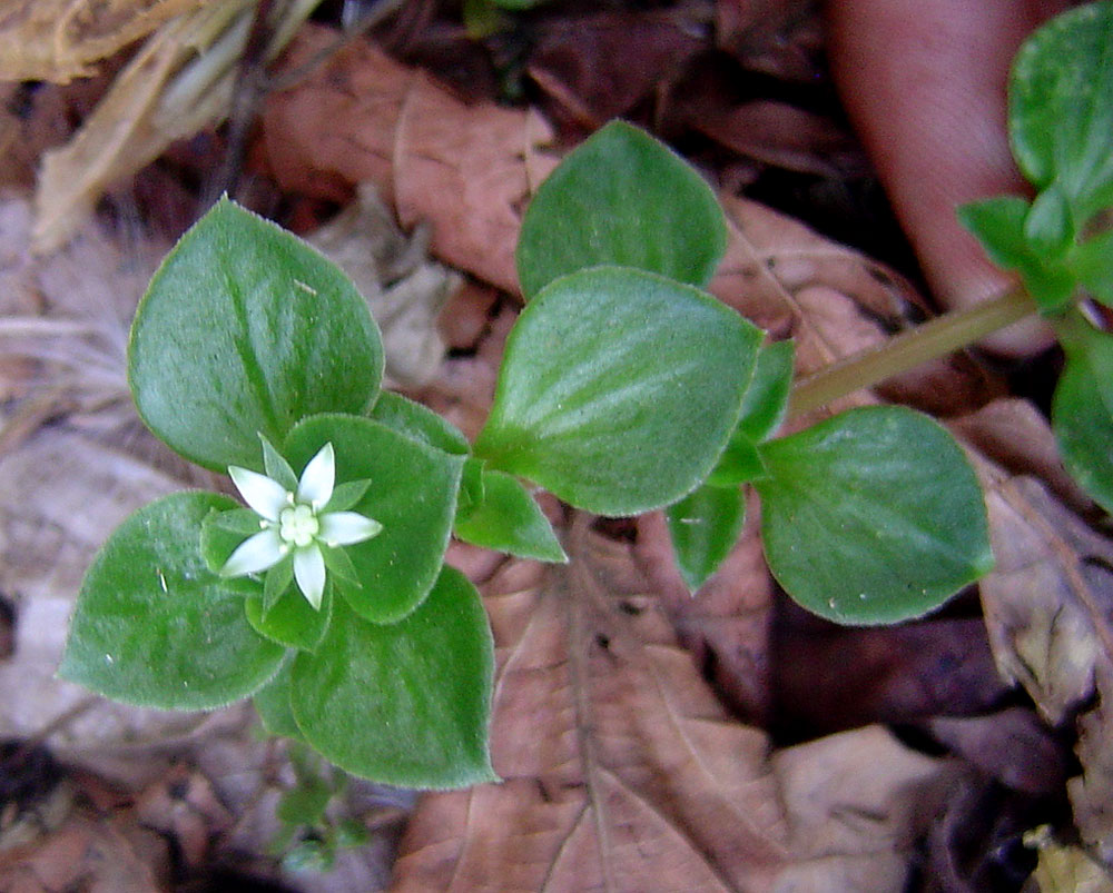 Crassula alsinoides