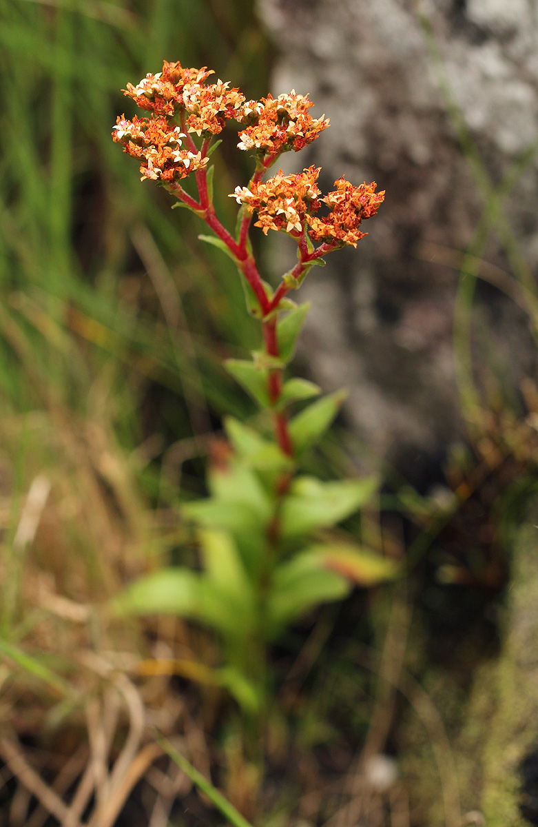 Crassula vaginata Crassula vaginata