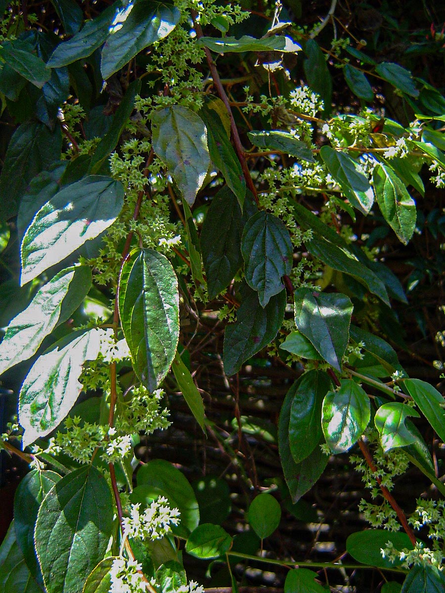 Itea rhamnoides